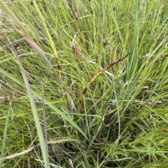 Thelymitra sp. at Wallaroo, NSW - 15 Oct 2023