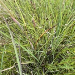 Thelymitra (genus) at Wallaroo, NSW - suppressed