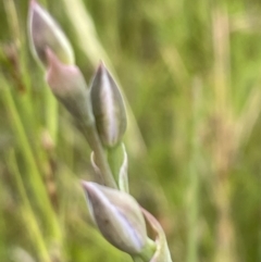Thelymitra (genus) at Wallaroo, NSW - suppressed