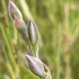 Thelymitra sp. at Wallaroo, NSW - 15 Oct 2023