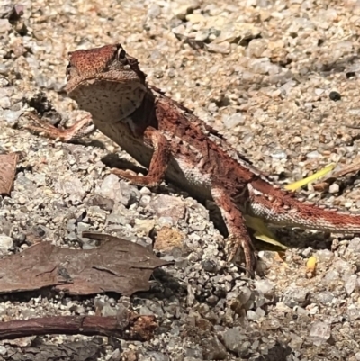 Unidentified Dragon at Paddys River, ACT - 15 Feb 2023 by KateI
