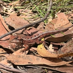 Rankinia diemensis at Paddys River, ACT - 15 Feb 2023 02:16 PM