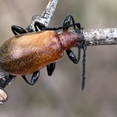 Ecnolagria grandis (Honeybrown beetle) at Deakin, ACT - 15 Oct 2023 by JamonSmallgoods