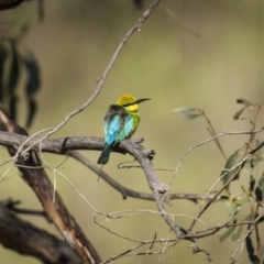 Merops ornatus (Rainbow Bee-eater) at Coree, ACT - 14 Oct 2023 by trevsci