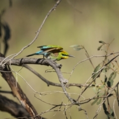 Merops ornatus at Coree, ACT - 15 Oct 2023