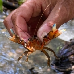 Euastacus sp. (genus) (Spiny crayfish) at Namadgi National Park - 16 Apr 2021 by KateI