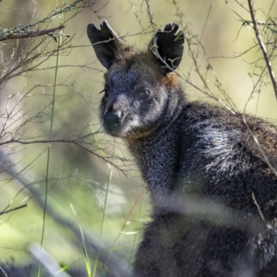 Wallabia bicolor (Swamp Wallaby) at Woodstock Nature Reserve - 14 Oct 2023 by trevsci
