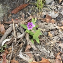 Schelhammera undulata (Lilac Lily) at Wyanbene, NSW - 15 Oct 2023 by MattM