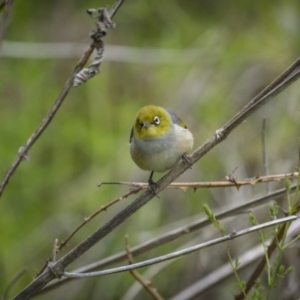 Zosterops lateralis at Coree, ACT - 15 Oct 2023 11:25 AM