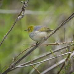 Zosterops lateralis at Coree, ACT - 15 Oct 2023 11:25 AM