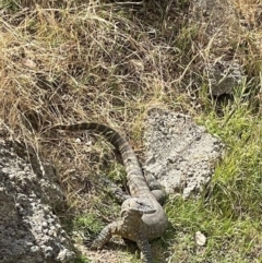 Varanus rosenbergi at Paddys River, ACT - suppressed