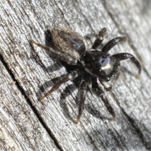 Jotus sp. (genus) at Jerrabomberra, NSW - 15 Oct 2023