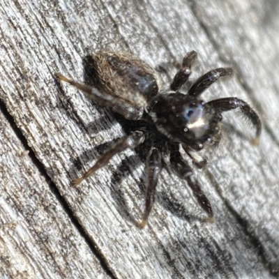Jotus sp. (genus) (Unidentified Jotus Jumping Spider) at Mount Jerrabomberra - 15 Oct 2023 by SteveBorkowskis