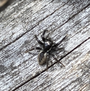 Jotus sp. (genus) at Jerrabomberra, NSW - 15 Oct 2023