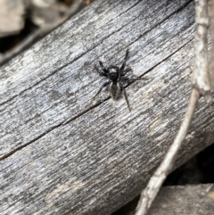 Jotus sp. (genus) at Jerrabomberra, NSW - 15 Oct 2023