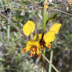Diuris semilunulata (Late Leopard Orchid) at Mount Jerrabomberra - 15 Oct 2023 by SteveBorkowskis