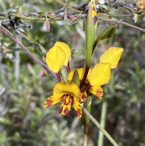 Diuris semilunulata at Jerrabomberra, NSW - 15 Oct 2023