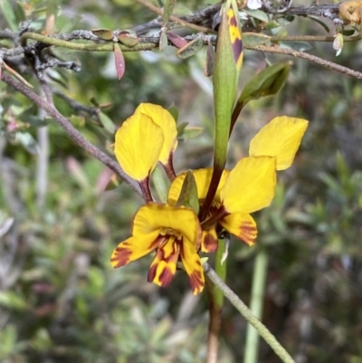Diuris semilunulata (Late Leopard Orchid) at Mount Jerrabomberra QP - 15 Oct 2023 by SteveBorkowskis