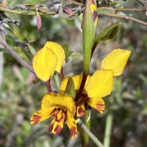 Diuris semilunulata at Jerrabomberra, NSW - 15 Oct 2023