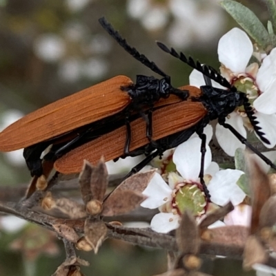 Porrostoma rhipidium (Long-nosed Lycid (Net-winged) beetle) at Mount Jerrabomberra QP - 15 Oct 2023 by SteveBorkowskis