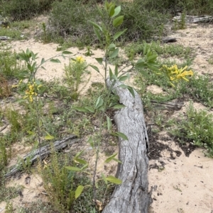 Nicotiana glauca at Yanga, NSW - 14 Oct 2023