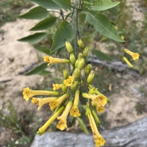 Nicotiana glauca at Yanga, NSW - 14 Oct 2023