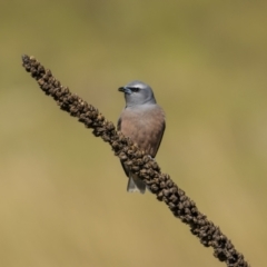 Artamus superciliosus at Coree, ACT - 15 Oct 2023