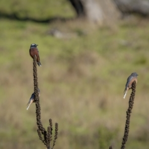 Artamus superciliosus at Coree, ACT - 15 Oct 2023