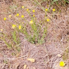 Calotis lappulacea (Yellow Burr Daisy) at Tuggeranong, ACT - 14 Oct 2023 by LPadg
