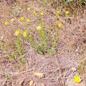 Calotis lappulacea at Tuggeranong, ACT - 15 Oct 2023