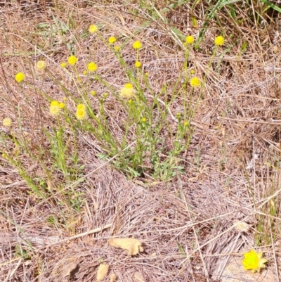 Calotis lappulacea (Yellow Burr Daisy) at Tuggeranong, ACT - 15 Oct 2023 by LPadg