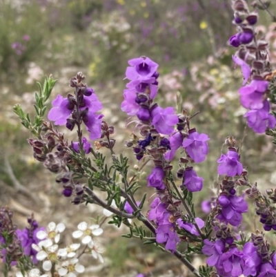 Prostanthera denticulata (Rough Mint-bush) at Stawell, VIC - 13 Oct 2023 by AnneG1