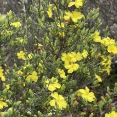 Hibbertia riparia (Erect Guinea-flower) at Stawell, VIC - 13 Oct 2023 by AnneG1