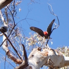 Callocephalon fimbriatum (Gang-gang Cockatoo) at Aranda Bushland - 12 Oct 2023 by CathB