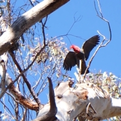 Callocephalon fimbriatum at Aranda, ACT - suppressed