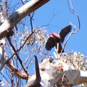 Callocephalon fimbriatum at Aranda, ACT - suppressed