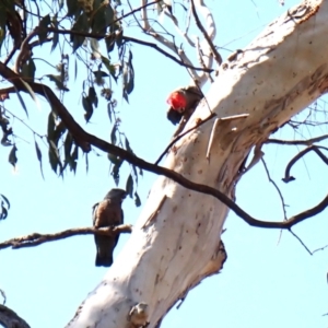 Callocephalon fimbriatum at Aranda, ACT - suppressed