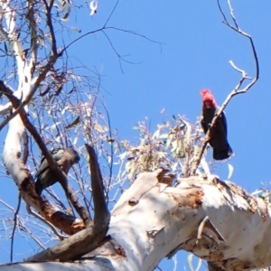 Callocephalon fimbriatum at Aranda, ACT - suppressed