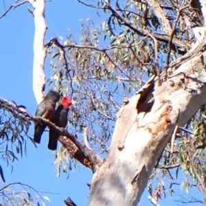 Callocephalon fimbriatum at Aranda, ACT - suppressed