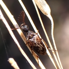 Ripiphoridae (family) (Wedge-shaped beetle) at Belconnen, ACT - 11 Oct 2023 by CathB