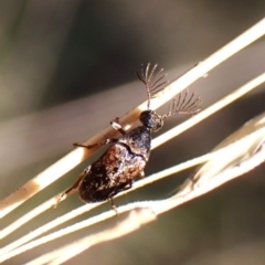 Ripiphoridae (family) at Belconnen, ACT - 11 Oct 2023