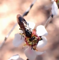 Lophyrotoma analis at Belconnen, ACT - 12 Oct 2023