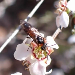 Lophyrotoma analis at Belconnen, ACT - 12 Oct 2023