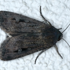 Agrotis infusa (Bogong Moth, Common Cutworm) at Ainslie, ACT - 7 Oct 2023 by jb2602