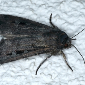 Agrotis infusa at Ainslie, ACT - 7 Oct 2023