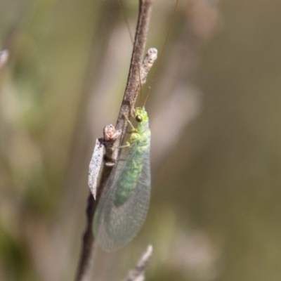 Mallada traviatus (Goldeneye Lacewing) at Tidbinbilla Nature Reserve - 12 Oct 2023 by SWishart