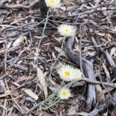 Chrysocephalum baxteri (Fringed Everlasting) at Stawell, VIC - 13 Oct 2023 by AnneG1