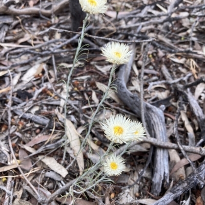 Chrysocephalum baxteri (Fringed Everlasting) at Stawell, VIC - 13 Oct 2023 by AnneG1