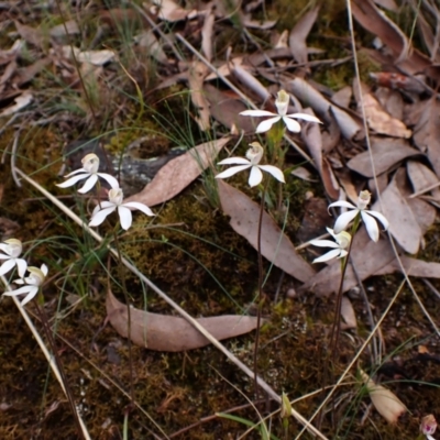 Caladenia moschata (Musky Caps) at Belconnen, ACT - 15 Oct 2023 by CathB