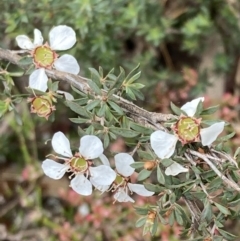 Leptospermum myrsinoides at suppressed - 13 Oct 2023 11:09 AM